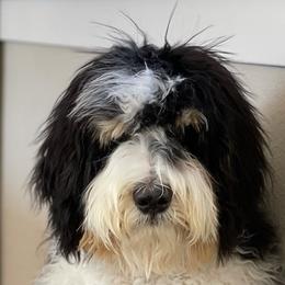 Chips - Bernedoodle