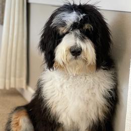 Chips - Bernedoodle