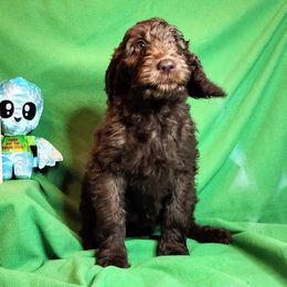 Violet “Vi” - Chocolate Goldendoodle puppy in Sarasota, Florida from Oodles of Poodles and Doodles