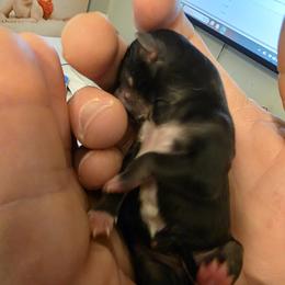 Nova - Black and white female Chihuahua puppy in Wytheville, Virginia from Southwest Virginia Chihuahua
