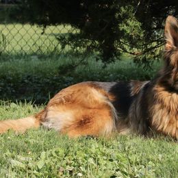 German Shepherds from CharMars German Shepherds