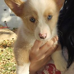American Corgi Puppies from Whitecreek Corgis of Columbus, IN