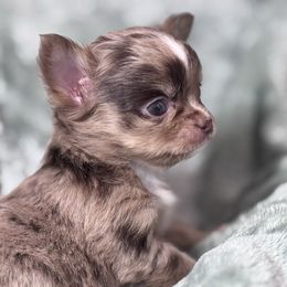 Cornelious - Merle male Chihuahua puppy in Colorado from American Dream Chihuahua’s