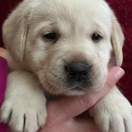Yellow Female- Magenta - Yellow female Labrador Retriever puppy in Beaverdam, Virginia from Gold Heart Labradors