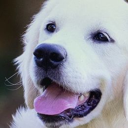 Belle - Golden Retriever