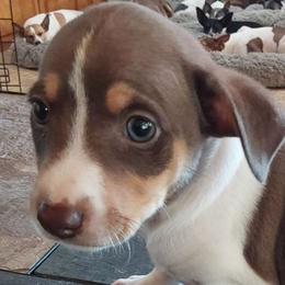Hopalong - White, chocolate and tan Rat Terrier puppy in Modesto, Carlsbad, Ca, California from rosebud terriers