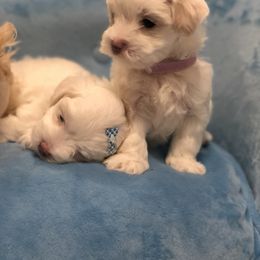 Maltese Puppies from Princess’s Maltese Palace
