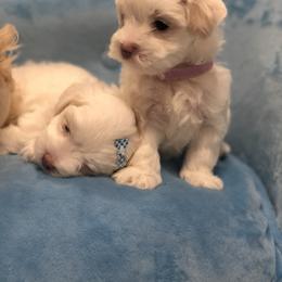 Maltese Puppies from Princess’s Maltese Palace