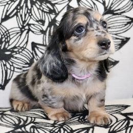 Noel (Pink Band) - Dapple female Dachshund puppy in Raleigh, North Carolina from McLovin Doxies