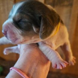 Yellow Collar - Black tan and white male Beagle puppy in Knoxville, Tennessee from River Valley Hounds