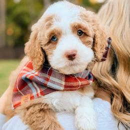 Blitz - Red  male Goldendoodle puppy in Hartwell, Georgia from BellaDoodles