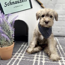 Miniature Schnauzer Puppies from Schnauzers on Robinson Lane