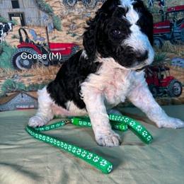Goose - Parti male Goldendoodle puppy in Water Valley, Mississippi from Olympian Doodles