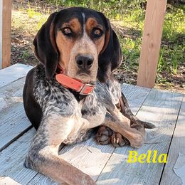 Bella - Bluetick Coonhound