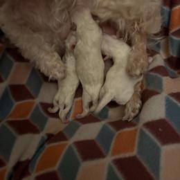 Willow - White female Maltipoo puppy in Prague, Oklahoma from Playful Paws Maltese and Maltipoos