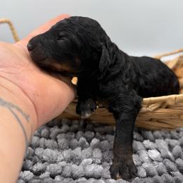 Theodora - Phantom female Poodle puppy in Greeneville, Tennessee from Smokey Mountain Sheepadoodles