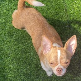 Chihuahuas from TAS Chihuahua