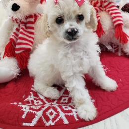 Poodle Puppies from Those Prissy P. Poodles