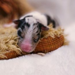 Girl 3 - Blue merle Australian Shepherd puppy in Maryland from Lake Shore Australian Shepherds