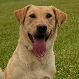 Indi - Labrador Retriever