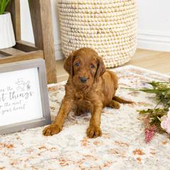 Goldendoodle, Irish Doodle, Labradoodle, and Poodle Puppies from Desert Doodles