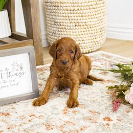 Goldendoodle, Irish Doodle, Labradoodle, and Poodle Puppies from Desert Doodles