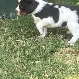 English Springer Spaniel Puppies from Desert Shadow Springers