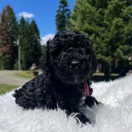 Ginger - Black and white female Aussiedoodle puppy in Clarkston, Washington from Doodle & Poodle Palace