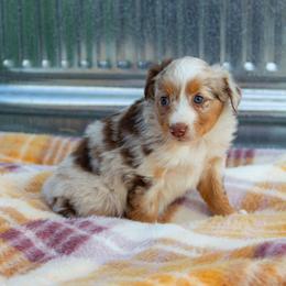Wendy - Red merle female Miniature Australian Shepherd puppy in Enoch, Utah from Twisted H Aussies