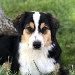 BB - Miniature American Shepherd