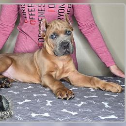 Diesel - Fawn male Cane Corso puppy in Warren, Ohio from Northeast Ohio Cane Corso