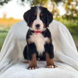 Red Male - Black rust and white male Bernese Mountain Dog puppy in Greenwood, Delaware from A&A Greenwood Puppies