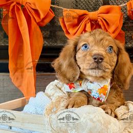 Mr. Green-4800 - Dapple male Dachshund puppy in Sparr, Florida from From the Heart Doxies