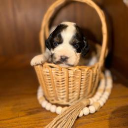 Stormy - Black and white female English Springer Spaniel puppy in Cottageville, West Virginia from Mountain Top Springers