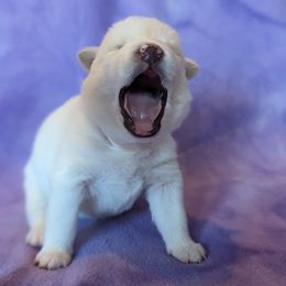 Pomsky Puppies from Valparaiso Pomskys