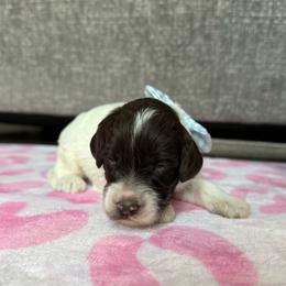 1 - Chocolate male Australian Labradoodle puppy in Calhoun, Louisiana from Arrowhead Australian Labradoodles