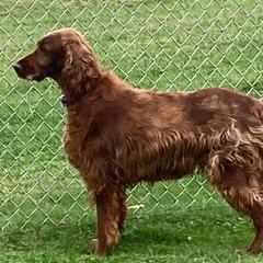Quinn - Irish Setter