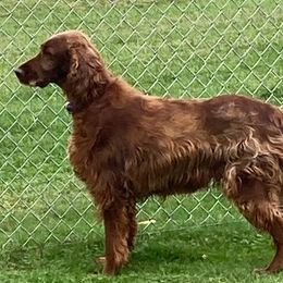 Quinn - Irish Setter
