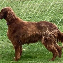 Quinn - Irish Setter