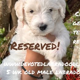 Slim Shady - Tri-color Labradoodle puppy in Naples, Florida from Devoted Labradoodles