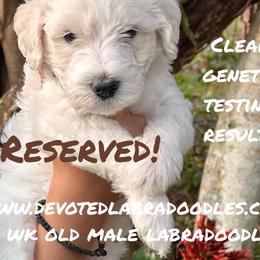 Slim Shady - Tri-color Labradoodle puppy in Naples, Florida from Devoted Labradoodles