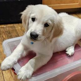 Golden Retriever Puppies from Danielle Kemper