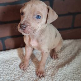 Lilac Fawn Merle Female 1 - Merle female Great Dane puppy in Cunningham, Kansas from Garden Grove Great Danes