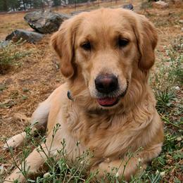 Lexi - Golden Retriever