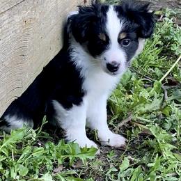 Toy Australian Shepherd Puppies from Kickapoo Creek Aussies