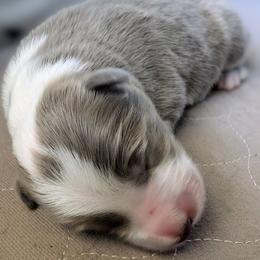 Colt - White and blue male Border Collie puppy in Ashford, Alabama from Double4farms