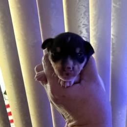 Pup L1 - White black and tan male Toy Fox Terrier puppy in Clermont, Florida from Debbie Hiles's Toy Fox Terriers