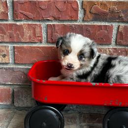 BMM - Blue merle male Miniature Australian Shepherd puppy in Lexington, Nebraska from Osborne's Aussies