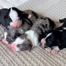 Miniature Australian Shepherd puppies from Elite Puppies of Oklahoma