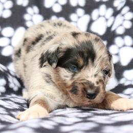 Midnight - Blue merle male Australian Shepherd puppy in Squaw Valley, California from A&M Australian Shepherds